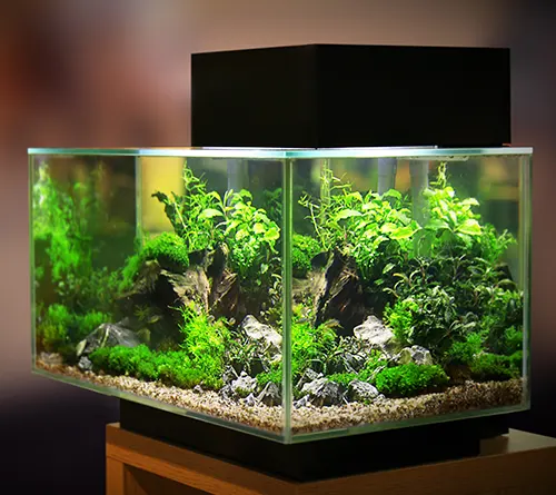 Aquariums design