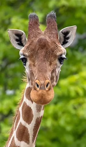 Découvrez la diversité des espèces et races d’animaux 1