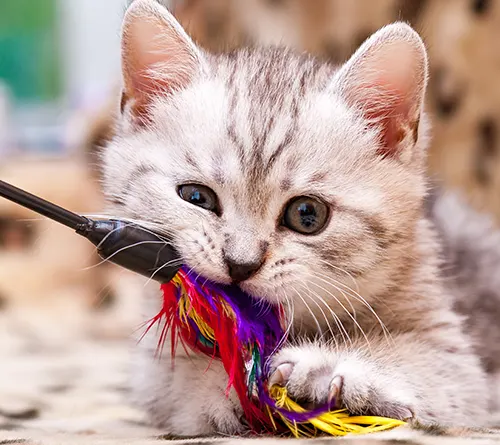 Jouets pour chats