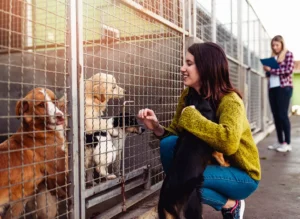 adoption et sauvetage