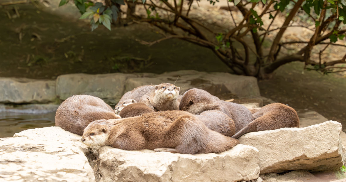 zoo clermont ferrand